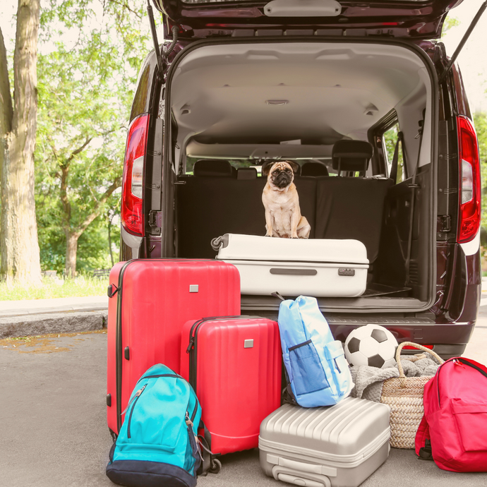 5 Consejos para aliviar los viajes en coche a tu perro