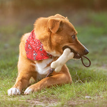 Cargar imagen en el visor de la galería, Mordedor con cuerda para perros